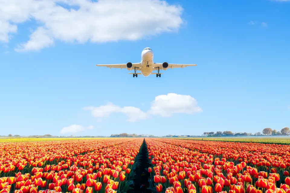 Passagiersvliegtuig laag boven een Nederlands tulpenveld